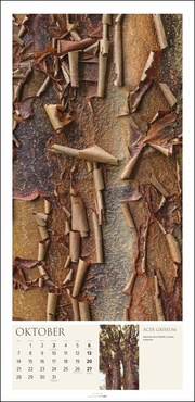 Baum Art 2024 - Abbildung 10