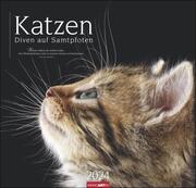 Katzen - Diven auf Samtpfoten 2024 - Cover