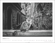 Venedig und die Katzen 2024 - Illustrationen 1
