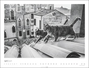 Venedig und die Katzen 2024 - Abbildung 4