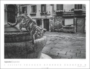Venedig und die Katzen 2024 - Illustrationen 9