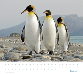 Pinguine 2012 - Abbildung 1