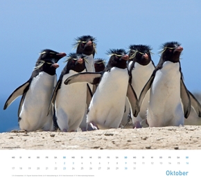 Pinguine 2012 - Abbildung 10