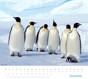 Pinguine 2012 - Abbildung 12