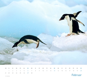Pinguine 2012 - Abbildung 2