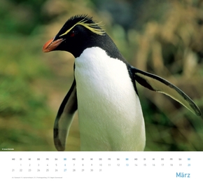 Pinguine 2012 - Abbildung 3