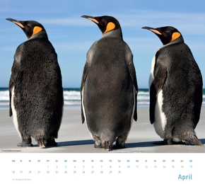 Pinguine 2012 - Abbildung 4