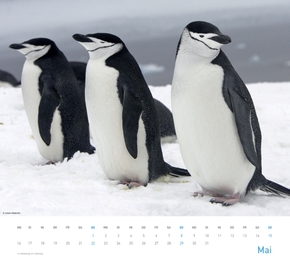 Pinguine 2012 - Abbildung 5