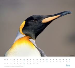 Pinguine 2012 - Abbildung 6
