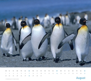 Pinguine 2012 - Abbildung 8