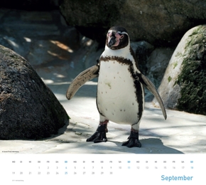 Pinguine 2012 - Abbildung 9
