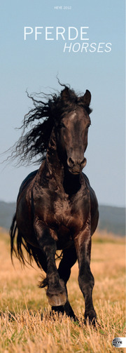 Pferde 2012