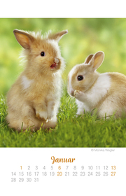 Mini Kaninchen Ich hab dich lieb! - Kalender 2019 - Abbildung 1