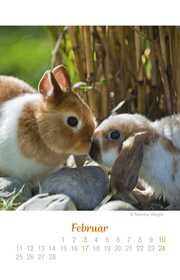 Mini Kaninchen Ich hab dich lieb! - Kalender 2019 - Abbildung 2