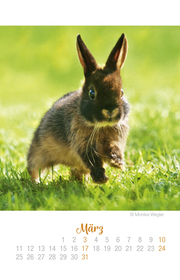 Mini Kaninchen Ich hab dich lieb! - Kalender 2019 - Abbildung 3