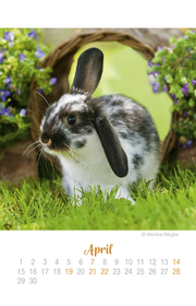 Mini Kaninchen Ich hab dich lieb! - Kalender 2019 - Abbildung 4