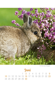Mini Kaninchen Ich hab dich lieb! - Kalender 2019 - Abbildung 6