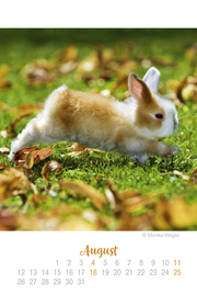 Mini Kaninchen Ich hab dich lieb! - Kalender 2019 - Abbildung 8