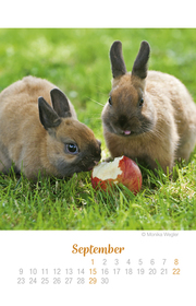 Mini Kaninchen Ich hab dich lieb! - Kalender 2019 - Abbildung 9