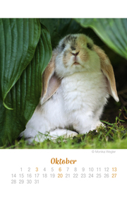 Mini Kaninchen Ich hab dich lieb! - Kalender 2019 - Abbildung 10