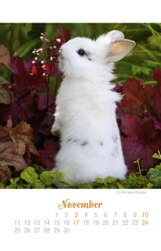 Mini Kaninchen Ich hab dich lieb! - Kalender 2019 - Abbildung 11