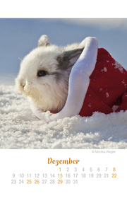 Mini Kaninchen Ich hab dich lieb! - Kalender 2019 - Abbildung 12