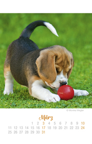 Mini Hundekinder Ich hab dich lieb! - Kalender 2019 - Abbildung 3