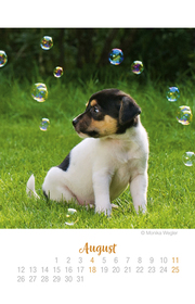 Mini Hundekinder Ich hab dich lieb! - Kalender 2019 - Illustrationen 8