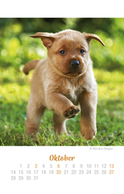 Mini Hundekinder Ich hab dich lieb! - Kalender 2019 - Illustrationen 10