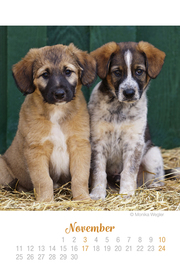 Mini Hundekinder Ich hab dich lieb! - Kalender 2019 - Abbildung 11