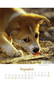 Mini Hundekinder Ich hab dich lieb! - Kalender 2019 - Illustrationen 12