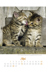 Katzen Ich hab dich lieb - Kalender 2019 - Illustrationen 5