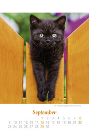 Katzen Ich hab dich lieb - Kalender 2019 - Illustrationen 9