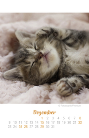 Katzen Ich hab dich lieb - Kalender 2019 - Illustrationen 12