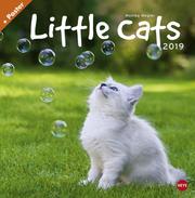 Wegler Little Cats Broschurkalender - Kalender 2019