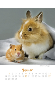Mini Tierbabys Ich hab dich lieb! - Kalender 2019 - Abbildung 1