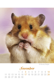 Mini Tierbabys Ich hab dich lieb! - Kalender 2019 - Abbildung 11