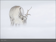 Arktische Welten - Edition Alexander von Humboldt Kalender 2020 - Abbildung 4