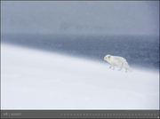 Arktische Welten - Edition Alexander von Humboldt Kalender 2020 - Abbildung 8