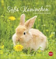Süße Kaninchen Postkartenkalender 2023