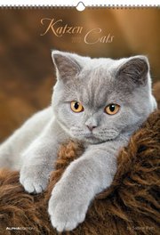 Katzen 2012 - Cover