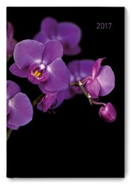 Orchid 2017