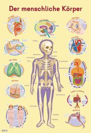 Mein Lernposter: Der menschliche Körper