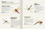 Das große Lexikon der Insekten - Abbildung 1