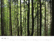 Bäume-Wälder 2024 - Illustrationen 7