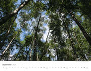 Bäume - Wälder 2024 - Abbildung 9