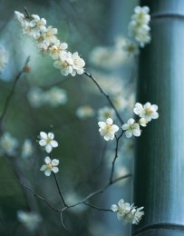 Blankbook Zen Blossoms