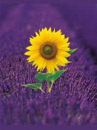 Blankbook Lavenderfield with Sunflower