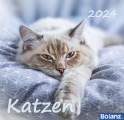 Katzen 2024