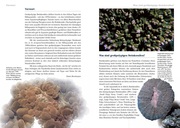 Grosspolypige Steinkorallen im Meerwasseraquarium - Abbildung 1